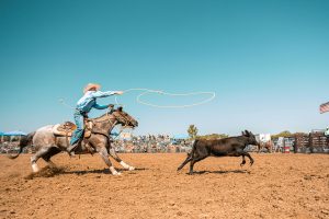 Cowboy lassoing a calf